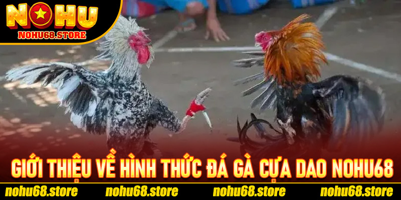 Đá Gà Cựa Dao Nohu68 – Cuộc Đọ Sức Đỉnh Cao Giữa Những Chiến Kê Huyền Thoại 5 Giới Thiệu Về Hình Thức Đá Gà Cựa Dao Nohu68