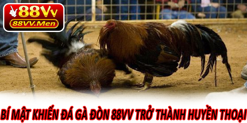 Bí mật khiến Đá Gà Đòn 88VV trở thành huyền thoại