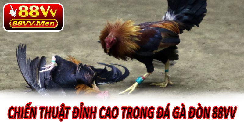 Chiến thuật đỉnh cao trong Đá Gà Đòn 88VV
