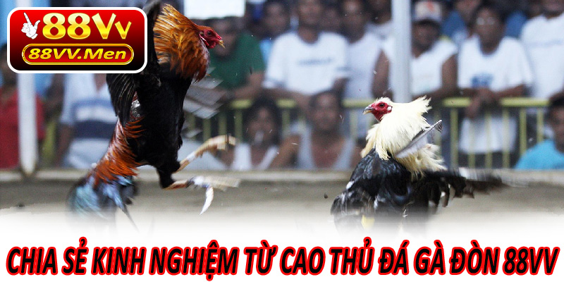 Chia sẻ kinh nghiệm từ cao thủ Đá Gà Đòn 88VV